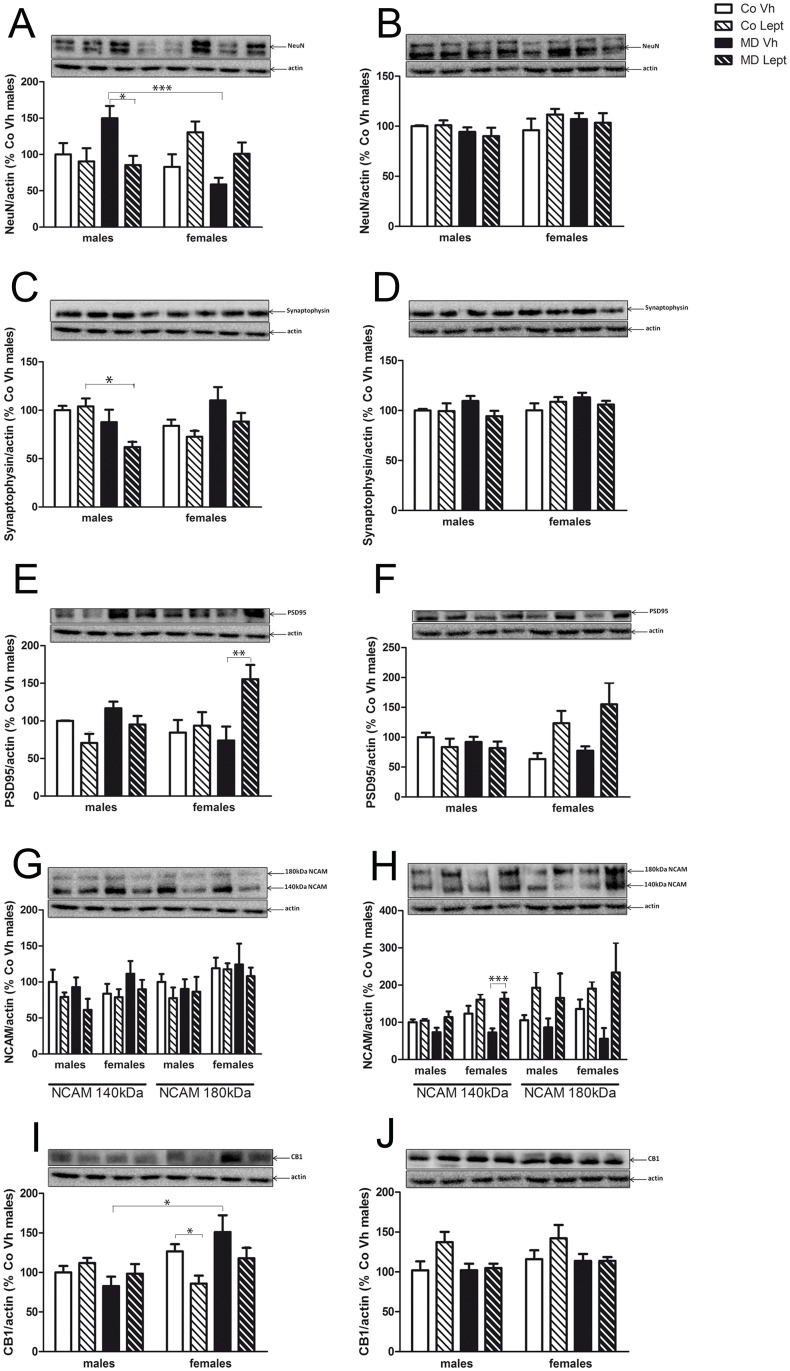 Protein levels in the hippocampus (left column) and frontal cortex (right column) of NeuN (A & B), synaptophysin (C & D), PSD95 (E & F), NCAM (G & H) and CB1 receptor (I & J) in maternally deprived (MD) or control (Co) male and female rats treated with leptin (Lept) or vehicle (Vh) from postnatal day (PND) 9 until PND13 (n = 5–6).Representative western blotting immunoassays of each protein from tissue homogenates of each brain area are presented above each histogram. Post hoc test: *<0.05, **<0.01, ***<0.005.