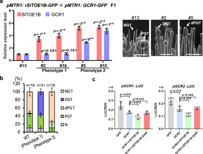 GCR1/2 inhibit their own expression through SlTOE1B.a GCR1 is epistatic to SlTOE1B in the gland formation pathway. The relative expression level of SlTOE1B and GCR1 were detected in the F1 plants obtained by crossing pMTR1: rSlTOE1B-GFP and pMTR1: GCR1-GFP. The X-axis represents different individual plants (biological replicates). Data are shown as mean ± SD (n = 3 technical replicates). Exact p-values were calculated by unpaired two-sided t-test. Trichome phenotype of Line 2 (#2) and Line 6 (#6) is the same as pMTR1: rSlTOE1B-GFP plants (Phenotype 1) and trichome phenotype of Line 4 (#4) and Line 5 (#5) is the same as pMTR1: GCR1-GFP plants (Phenotype 2). SEM images show trichomes of line 13 (#13), line 2 (#2) and line 5 (#5). Bar: 100 μm. b Quantification of trichomes on the juvenile stems of F1 plants shown in a. The Y-axis represents the proportion of three categories of trichomes in the total number of trichomes. n represents the number of SEM images used for the quantification. For each line, at least 19 different SEM images from three to five individual plants were used for trichome quantification. Data are shown as mean ± SD. p-values were calculated by unpaired two-sided t-test and are presented in the Supplementary Table 6. c LUC reporter assays in cr-gcr1/2 protoplasts. GCR1 and GCR2 repress the transcriptional activity of their own promoter, and rSlTOE1B is able to enhance the repression. Deleting EAR motifs of rSlTOE1B abolish the repression (rSlTOE1BΔEAR). p-values were calculated by unpaired two-sided t-test. n = 4 biological replicates.