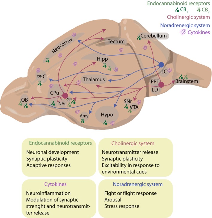 General overview of the noradrenergic, cholinergic, endocannabinoid, and cytokine systems. This simplified schematic view of the rodent brain illustrates the distribution and primary functions of the noradrenergic, cholinergic, endocannabinoid, and cytokine systems. These pathways represent key neuromodulatory systems extensively investigated in preclinical models to identify mechanism‐informed treatments for neuropsychiatric disorders beyond traditional monoamines. While many of these targets remain the focus of basic research, several have reached clinical study phases. Noradrenergic system (blue arrows): Originating primarily from the locus coeruleus (LC) in the brainstem, these projections extend broadly to the prefrontal cortex (PFC), hippocampus (Hipp), neocortex, and other regions to regulate arousal, stress responses, and the “fight or flight” response. Cholinergic system (pink arrows): This system modulates neurotransmitter release, synaptic plasticity, and neuronal excitability in response to environmental cues, with significant projections from nuclei such as the PPT/LDT to subcortical and cortical targets. Cannabinoid receptors (green circles): Widely distributed throughout the central nervous system, these receptors are essential for neuronal development, synaptic plasticity, and adaptive responses. While there are two subtypes, CB1 and CB2, the first one is much more broadly distributed across the brain under physiological conditions. Cytokines (purple circles): Signaling molecules involved in neuroinflammation that modulate synaptic strength and neurotransmitter release across various brain circuits. Amy, amygdala; CPu, caudate putamen; GP, globus pallidus; Hipp, hippocampus; Hypo, hypothalamus; LC, locus coeruleus; LDT, laterodorsal tegmental nucleus; NAc, nucleus accumbens; OB, olfactory bulb; PFC, prefrontal cortex; PPT, pedunculopontine tegmental nucleus; SNr, substantia nigra pars reticulata; VTA, ventral tegmental area.