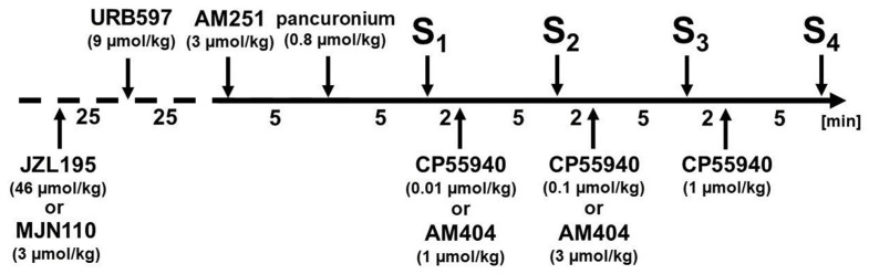Experimental protocol used to examine the function of presynaptic CB1 receptors in pithed and vagotomised spontaneously hypertensive rats (SHR) and their normotensive control Wistar–Kyoto rats (WKY). Increases in diastolic blood pressure (DBP) were evoked four times (S1–S4) at intervals of 7 min by electrical stimulation (0.75 Hz, 1 ms, 50 V, 5 pulses) of the preganglionic sympathetic nerve fibres or by injection of the α1-adrenoreceptor agonist phenylephrine (0.01 μmol/kg; i.v.). Each animal received pancuronium (0.8 µmol/kg; i.v.) 5 min before S1. Increasing doses of the cannabinoid receptor agonist CP55940 (0.01, 0.1 and 1 µmol/kg; i.v.) or the endocannabinoid transport inhibitor AM404 (1 and 3 µmol/kg; i.v.) or their vehicles were given 5 min before subsequent stimulations (except for S1). The cannabinoid CB1 receptor antagonist AM251 (3 μmol/kg; i.v.) or its vehicle was injected 10 min before S1. The fatty acid amide hydrolase (FAAH) inhibitor URB597 (9 μmol/kg; i.p.), the monoacylglycerol lipase (MAGL) inhibitor MJN110 (3 μmol/kg; i.p.) and the dual FAAH/MAGL inhibitor JZL195 (46 μmol/kg; i.p.) or their respective vehicles were given 35, 60 and 60 min before S1, respectively. The numbers on the axis refer to the time intervals (in minutes) elapsing between two subsequent procedures (marked by arrows).
