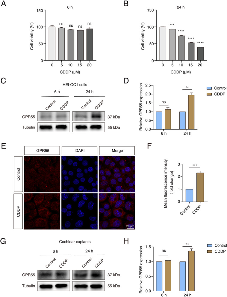 The levels of GPR55 were elevated in both HEI-OC1 cells and cochlear explants following CDDP exposure. (A, B) The CCK-8 assay assessed cell viability at various CDDP concentrations (0, 5, 10, 15, or 20 µM) after 6 or 24 h of exposure. (C, D) Representative western blots demonstrated the expression levels of GPR55 in HEI-OC1 cells that were given 15 µM CDDP for 6 or 24 h. (E, F) Immunofluorescence staining showed the levels of GPR55 expression in HEI-OC1 cells from both the control group and the group treated with 15 µM CDDP. (G, H) Representative western blots depicted the expression levels of GPR55 in cochlear explants subjected to 150 µM CDDP for 6 or 24 h. h: hour; CDDP: cisplatin.