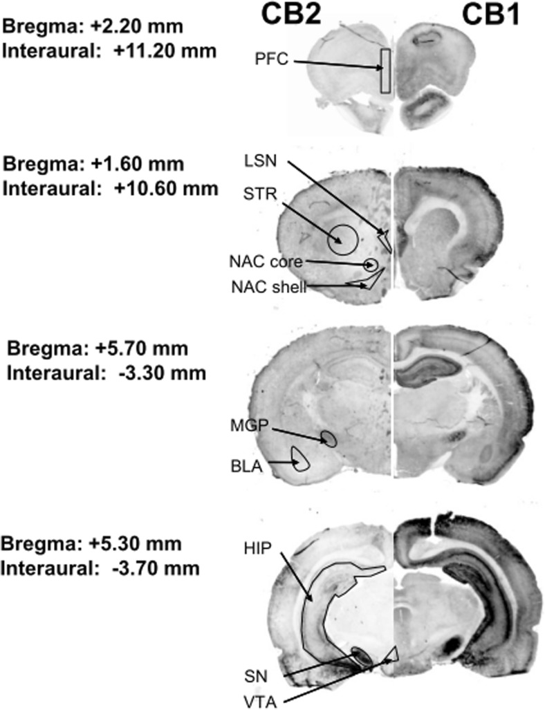 Representative coronal sections of rat brain immunostaining for CB1 and CB2 receptors after 14 days of passive saline administration (control group). The panels are gray scale images of individual antibodies. BLA basolateral and basomedial amygdala, DST dorsal striatum, HIP hippocampus, LSN lateral septal nucleus, MGP medial globus pallidus, NAc core nucleus accumbens core, NAc shell nucleus accumbens shell, PFC prefrontal cortex, SN substantia nigra, VTA ventral tegmental area