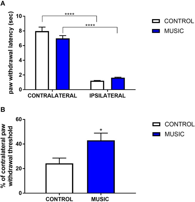 Effects of music intervention in plantar incision model of surgical pain in CD-1 mice. (A)—Paw withdrawal latency (PWL; sec) following thermal stimulation in mice following plantar incision. Incised paws (ipsilateral) show a greatly diminished PWL as compared to non-incised (contralateral) paws. ****P < 0.0001. (B)—Paw withdrawal threshold to mechanical stimulation following plantar incision. Thresholds in ipsilateral paws are shown as a percentage (%) of the contralateral paw withdrawal threshold. *P < 0.05. N = 13–15. Data were analyzed using a two-way ANOVA followed by a Bonferroni post-hoc test (A) or a t-test (B).