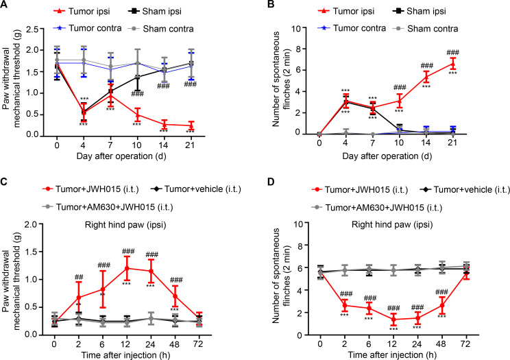 Pain hypersensitivity over time. (A) The PWMT and (B) the NSF were tested on days 0, 4, 7, 10, 14 and 21 after operation in the sham and tumor groups. *P<0.05 vs day 0, **p<0.01, ***p<0.001; #p<0.05 vs the sham group at each point, ##p<0.01, ###p<0.001; n=8 per group. Pain hypersensitivity was alleviated in a time-dependent manner after a single intrathecal injection of JWH015. (C) The PWMT and (D) the NSF were tested before the injection (0 hour) and at 2, 6, 12, 24, 48 and 72 hours after the injection of JWH015, vehicle and AM630+JWH015 in the tumor group. *P<0.05 vs preinjection, **p<0.01, ***p<0.001; #p<0.05 vs the tumor+vehicle group at each point, ##p<0.01, ###p<0.001; n=8 per group. All data are presented as the means±SD. Contra, contralateral hind paw to the surgery; ipsi, ipsilateral hind paw to the surgery; NSF, number of spontaneous flinches; PWMT, paw withdrawal mechanical threshold.