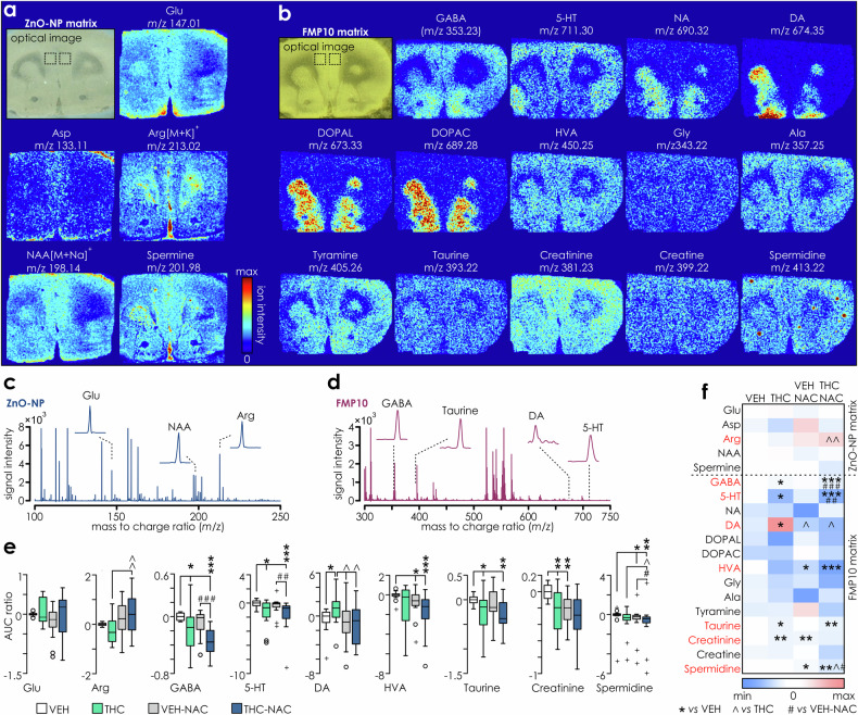 MALDI-MS quantification of amino-acids, neurotransmitters and their metabolites within mPFC indicates persistent changes induced by adolescent treatments.Optical images of coronal mPFC sections using ZnO-NP a or FMP-10 matrices b, followed by ion distribution plots for selected molecules. Metabolites were simultaneously assessed in a single scan for each matrix, and images are from a single VEH rat. The identity of visualized molecules and corresponding experimental m/z values are indicated above the plots. At each sampling position, 40 shots were used to acquire data in the m/z 50-500 (ZnO-NP) and m/z 299–1000 (FMP-10) range. Ion intensity data were visualized using a color scale 0–100% (inset on the right) except for 5-HT (0–80%); NA (0–75%); spermine (0–60%); DA, DOPAL, DOPAC, Arg, Asp (0–50%), Gln (0–30%) for best visualization. Lateral resolution, 100 µm. Average mass spectra from the mPFC region (delineated in optical images in a and b) facilitated by derivatization with ZnO-NP (blue; c) and FMP10 (crimson; d) with mass peaks for selected molecules displayed on insets. e Box plots of average log2 transformed ratios (ratio = AUC treatment/AUC VEH) for Glu, Arg, GABA, 5-HT, DA, HVA, taurine, creatinine and spermidine and f summary color plot of all assessed molecules showing the decrease (blue) or increase (pink) in the ion abundances across treatment groups relative to VEH (n = 16/group). Molecule identities are listed on the left side of the graph, where red colors indicate significant (p < 0.05) effect of statistical comparisons (2-way ANOVA followed with pairwise comparisons or Kruskal-Wallis test followed with Mann-Whitney tests). Significant post-hoc between-groups comparisons (*vs. VEH, ^ vs. THC, # vs. VEH-NAC) are indicated with: single (p < 0.05), double (p < 0.01) or triple symbol (p < 0.001) respectively. Arg (2-way ANOVA: IP treatment: F(1,60) = 0.035, p = 0.853; oral treatment: F(1,60) = 7.474, p = 0.008; IP*oral treatment: F(1,60) = 1.368, p = 0.247; pairwise comparisons: THC-NAC vs. THC p = 0.008). GABA (Kruskal-Walis: H(3) = 22.18, p < 0.001; THC vs. VEH: U = 64, p = 0.015, THC-NAC vs. VEH: U = 2, p < 0.001, THC-NAC vs. VEH-NAC: U = 40, p = 0.001). 5-HT (Kruskal-Walis: H(3) = 13.05, p = 0.005; THC vs. VEH: U = 65, p = 0.017; THC-NAC vs. VEH: U = 42, p = 0.001, THC-NAC vs. VEH-NAC: U = 59, p = 0.008). DA (Kruskal-Walis H(3) = 8.877, p = 0.031; THC vs. VEH: U = 62, p = 0.012, THC vs. VEH-NAC: U = 68, p = 0.023, THC vs. THC-NAC: U = 66, p = 0.019). HVA (K-W: H(3) = 11.731, p = 0.008; VEH-NAC vs. VEH: U = 69, p = 0.026, THC-NAC vs. VEH: U = 32, p < 0.001). Taurine (K-W H(3) = 9.612, p = 0.022; THC vs. VEH: U = 68, p = 0.023; THC-NAC vs. VEH: U = 58; p = 0.007). Creatinine (2-way ANOVA: IP treatment: F(1,60) = 8.807, p = 0.004; oral treatment: F(1,60) = 6.634, p = 0.012; IP*oral treatment: F(1,60) = 2.075, p = 0.155; THC vs. VEH p = 0.003; VEH-NAC vs. VEH p = 0.006). Spermidine (K-W test H(3) = 14.152, p = 0.003; VEH-NAC vs. VEH: U = 50, p = 0.009; THC-NAC vs. VEH: U = 29, p < 0.001; THC-NAC vs. THC: U = 68, p = 0.041; THC-NAC vs. VEH-NAC: U = 62, p = 0.037).
