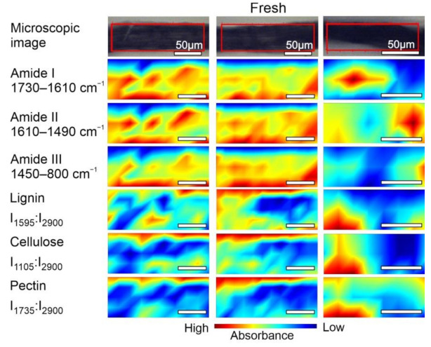 Microscopic images and FT-IR chemical maps of Fresh samples group. Three individual fibre cross sections are presented in columns. Rows represent maps of chemical distribution of amide I (1730–1610 cm−1), amide II (1610–1490 cm−1), amide III (1450–800 cm−1), lignin (I1595:I2900), cellulose (I1105:I2900) and pectin (I1735:I2900). White bars represent 50 µm.