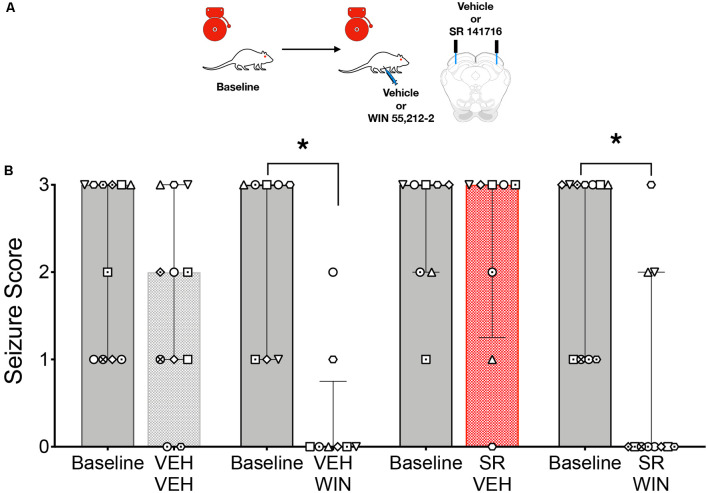 Activation of collicular CB1/2 receptors is sufficient, but not necessary to account for the anticonvulsant effect of systemic WIN 55,212-2 (WIN) in GEPRs. (A) Schematic of the testing scheme; animals were tested with a baseline test session before each of the four test conditions. Animals received either vehicle (VEH) or SR 141716 (SR) infusion into the DLSC followed by VEH or WIN (2 mg/kg, i.p.). (B) AGS score as a function of drug treatments. WIN administration significantly reduced AGS severity as compared to the pre-administration baseline. SR administration was without effect on audiogenic seizures (AGSs) but failed to reverse the anticonvulsant action of WIN. Bars show median and interquartile range, symbols show individual subjects. *p < 0.05, according to Friedman test followed by Dunn’s post hoc test.