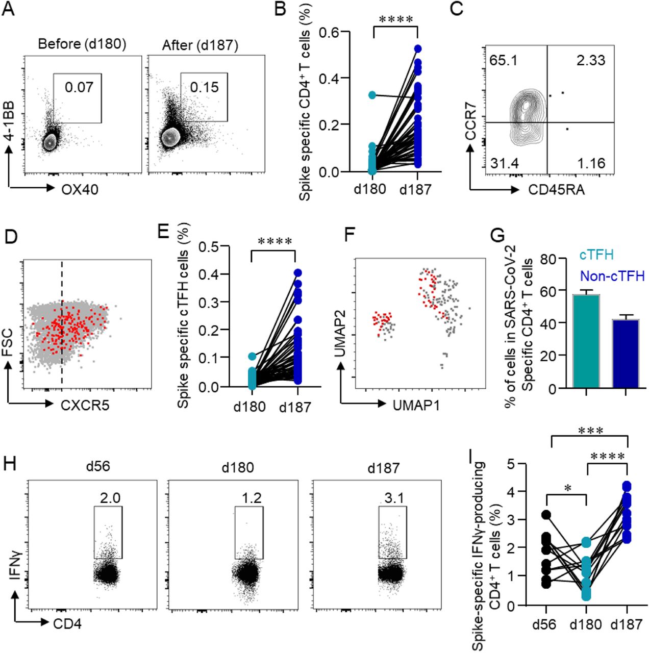 Rapid induction of CD4+ T cells by the third dose.(A, B) Activation-induced markers (AIM) OX40 and 4-1BB in CD4+ T cells were detected after incubating PBMCs with spike peptide pool (2 μg/ml) for 12 h. Percentages of AIM+ CD4+ T cells in the PBMCs were summarized. (C) TN (CD45RA+CCR7+), TEM (CD45RA−CCR7−), TCM (CD45RA−CCR7+), TERMA (CD45RA+CCR7−) populations in AIM+ CD4+ T cells were gated. (D) Expression of CXCR5 in AIM+ CD4+ T cells was measured by flow cytometry. (E) Percentages of circulating follicular helper T cells (cTFH) in total CD4+ T cells were summarized. (F) UMAP plot showed the distribution of cTFH cells among AIM+ CD4+ T cells. (G) Percentage of cTFH cells in AIM+ CD4+ T cells. (H, I) Intracellular cytokine staining assays were performed to confirm the presence of SARS-CoV-2-specific CD4+ T cells in PBMCs by measuring intracellular IFNγ expression after peptide pool stimulation. Comparisons were done by Student’s paired-T test in panels B and E and one-way ANOVA corrected for multiple comparison in panel I. *p<0.05, ***p<0.001, ****p<0.0001.