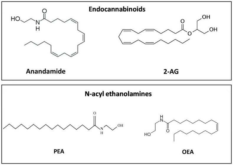 Chemical structure of representative endocannabinoids and related N-acyl ethanolamines.