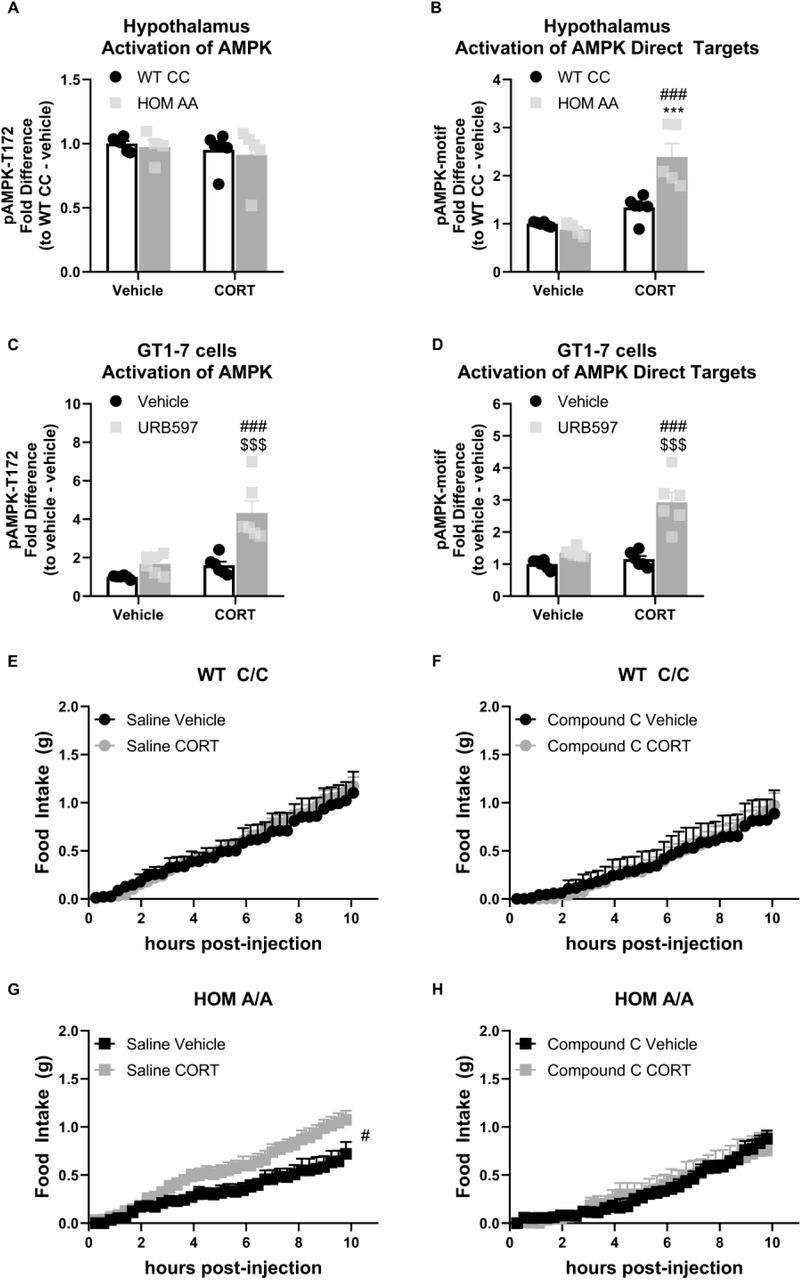 The FAAH A/A genotype amplifies the GC-mediated orexigenic effects through an AMPK-dependent mechanism.(A) Hypothalamic AMPK activity (as assessed by pAMPK protein expression) was unaffected by genotype (F(1, 17) = 0.249, p = 0.624) or CORT (3 mg/kg, i.p.) (F(1, 17) = 0.711, p = 0.411). (B) However, in the hypothalamus, downstream targets of AMPK were activated from CORT exposure exclusively in FAAH A/A (HOM) mice (F(1, 17) = 15.45, p = 0.001 plus post hoc testing). (C – D) In GT1-7 hypothalamic cells, AMPK activity was enhanced exclusively in CORT-treated cells pre-treated with URB597, assessed by pAMPK (F(1, 20) = 8.807, p = 0.008 plus post hoc testing) and pAMPK-motif (F (1, 20) = 16.74, p < 0.001 plus post hoc testing) protein expression. (E – F). Acute CORT treatment had no effect on cumulative light phase food intake in FAAH C/C (WT) mice following administration of either saline (treatment: F(1, 11.155) = 0.45, p = 0.836) or an AMPK inhibitor (Compound C, 5 mg/kg, i.p.) (treatment: F(1, 8.755) = 0.001, p = 0.982). By contrast, (G – H) AMPK inhibition prevented CORT-mediated orexigenic effects in FAAH A/A mice measured during the light phase (treatment: saline (F(1, 14.344) = 6.112, p = 0.027); compound C (F(1, 8.793) = 0.009, p = 0.927)). Panels A – B: n = 6 WT-vehicle biological replicates; n = 6 WT-CORT biological replicates; n = 4 HOM-vehicle biological replicates; n = 5 HOM-CORT biological replicates. Panels C – D: n = 6 biological replicates per group. Panel E: n = 4 WT-vehicle; n = 8 WT-CORT. Panel F: n = 4 HOM-vehicle; n = 6 HOM-CORT. Panel G: n = 6 WT-vehicle. N = 7 WT-CORT. Panel H: n = 5 per group. Protein expression data are expressed as relative fold change compared to control condition ± SEM. Food intake data are presented as means ± SEM. Panels A – D were analyzed by 2-way ANOVAs. Panels E – H were analyzed by linear mixed models with repeated measures. Pound signs denote significant treatment effect. Asterisks denote significant genotype effect. Dollar signs denote significant URB597 treatment effect. ***P < 0.001, #P < 0.05, ###P < 0.001, $$$P < 0.001.