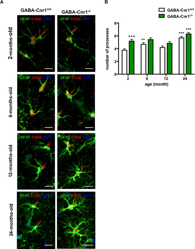 (A) Representative photomicrographs of GFAP- and S100β-immunopositive astrocytes in the stratum lacunosum moleculare layer of the CA1 hippocampal region of 2-, 6-, 12- and 24-months-old GABA-Cnr1+/+ and GABA-Cnr1−/− mice, respectively. Scale bars, 10 μm. Red arrows indicate GFAP- and S100β-immunopositive co-staining. (B) The number of GFAP-positive processes visible 15 μm from the cell soma of the hippocampus in 2-, 6-, 12- and 24-months-old GABA-Cnr1-/- and GABA-Cnr1+/+ littermates; n = 39–57 astrocytes per age and genotype. +++ p < 0.001 significantly different compared to GABA-Cnr1+/+ mice from the same age group. ** p < 0.01; *** p < 0.001 significantly differs from 2-month-old mice with the same genotype. Columns represent mean values, error bars standard error of means (SEM).