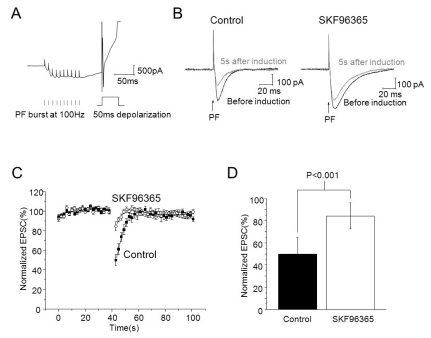 TRP blocker SKF96365 inhibited endocannabinoid-mediated short-term depression induced by association of PF burst and PC depolarization. (A) The induction protocol for transient depression and current trace in induction. 10 parallel fiber stimuli at 100 Hz and 50 ms of PC depolarization 50 ms after PF burst were applied in voltage clamp mode. (B) EPSCs before induction and 5 s after induction (Left: control, right: 30 µM of SKF96365 applied, Black: before induction, Grey: 5 s after induction). (C) EPSCs were evoked by a paired pulse of PF stimulus during a 40 seconds baseline and for 60 seconds after induction of transient depression. After that, 30 µM of SKF96365 was applied for 10 minutes, and then recording of baseline and induction of transient depression were established in the same cell. Amplitudes of EPSCs were normalized to baseline before and after application of SKF96365. (D) Summary bar graphs showing change of depression of EPSCs after application of SKF96365.