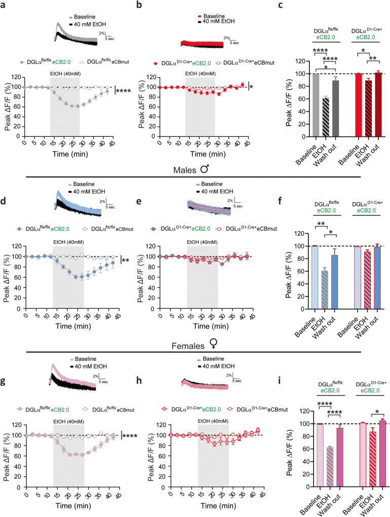 Targeted deletion of dMSN 2-AG signaling dampens ethanol induced eCB inhibition.Inserts: Representative traces of eCB transients from corticostriatal afferents in the DLS at baseline and following ethanol application (gray shaded area) from slices obtained from DGLα flx/flx (gray trace) or DGLα D1 Cre + (red trace). Time course of ethanol on eCB transient amplitude evoked by a train of 20 pulse at 20 Hz before and after ethanol application in male and female slices from DGLα flx/flx (a) and DGLα D1 Cre + (b). c Summary bar graph of evoked eCB transient peak amplitudes during baseline (9–12 min), ethanol (24–27 min), and washout (39–42 min) calculated as averaged response from DGLα flx/flx (gray bars) or DGLα D1 Cre + (red bars). eCB mediated fluorescence changes detected at corticostriatal terminals following ethanol application in male DGLα flx/flx (d) and DGLα D1 Cre + (e) mice. f Average eCB fluorescence changes during baseline, ethanol, and ethanol washout periods in male slices expressing eCB2.0 in DGLα flx/flx (blue and gray bars) and DGLα D1 Cre + mice (blue and red bars). Changes in eCB-eCB2.0 corticostriatal activation fluorescence in response to ethanol administration in female DGLα flx/flx (g) and DGLα D1 Cre + (h) mice. i Summary of eCB2.0 fluorescence data presented in (g, h). Data reported as mean ± SEM. *p < 0.05, **p < 0.01, ****p < 0.0001.