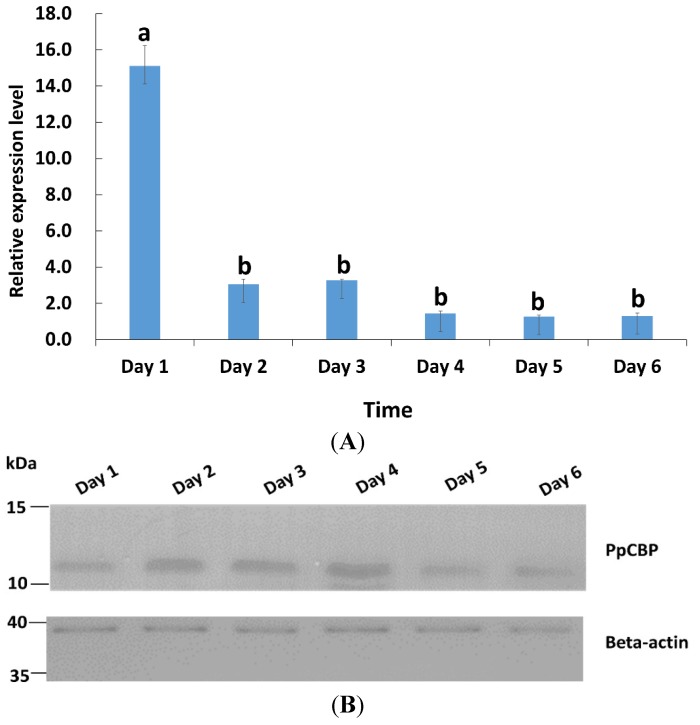 Relative expression of the PpCBP mRNA and its protein in adults aged day 1 to 6. (A) qPCR analysis; 18s rRNA gene was used as a reference; each histogram bar represents the mean ± 1 SEM (n = 3) of transcript levels, and the bars annotated with the same letter are not significantly different (Tukey-HSD test, p < 0.05); (B) Western blot analysis, using β-actin as a loading control.