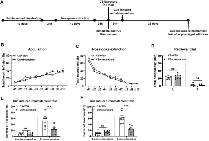 Injecting rimonabant immediately after CS exposure reduced subsequent heroin induction as well as cue-induced recovery of heroin-craving behavior and lasted for at least 28 days. (A) Experimental flow chart. (B) The total number of heroin infusions during heroin self-administration. (C) Active nose-poke responses during extinction sessions. (D) Nose-poke responses during the reactivation trial. (E) Active (left) and inactive (right) nose-poke responses during the cue-induced reinstatement test. (F) Active (left) and inactive (right) nose-poke processes during the cue-induced recovery test after 28 days of withdrawal.