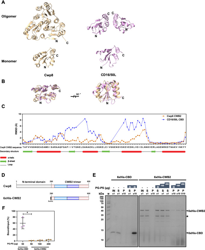 The CBD of CD16/50L is evolutionarily homologous to CWB2 domain of C. difficile cell-wall proteins and binds to PG-PS complex more tightly than the host counterpart. (A) Ribbon diagrams represent the structure of CWB2 (for cell wall binding 2) domain of Cwp8 (PDB: 5J6Q, gold) and CD16/50L’s CBD (similar to Fig. 3A, pink). The top panel shows an oligomer while the bottom panel indicates a monomer. The N- and C-terminus are indicated. (B) Structural superimposition of CWB2 monomer (gold) and the CD16/50L CBD (pink) suggests a remote structural homology. Two views of the structures are related by a 90-degree rotation. (C) Comparison of RMSD of Cα atoms between Cwp8 CWB2:Cwp6 CWB2 (blue) and Cwp8 CWB2:CD16/50L CBD (orange) is shown. The Cwp6 CWB2 serves as a control. The amino acid sequence and secondary structure of the Cwp8 CWB2 are shown. An alpha helix (red), a beta sheet (green), and a loop (gray) are indicated. (D) Scheme of Cwp8 and N-terminally 6xHis-tagged Cwp8 CWB2. The Cwp8 consists of the N-terminal domain and a triangular trimer of CWB2 domain. The number at the start and end of each protein/domain indicates the amino acid position. (E) The CD16/50L CBD binds to PG-PS complex more tightly than the bacterial CWB2 domain. Similar to Fig. 2B but PG-PS binding activity of CBD and CWB2 was compared. An equal volume of 5 μM purified CD16/50L CBD or CWB2 was incubated with indicated amount of PG-PS complex at 37°C for 20 min. After centrifugation and wash, pellets were resuspended in one tenth (×10) of the original volume. Then an equal volume of input (IN), supernatant (S), and pellet (P) were subjected to SDS-PAGE, followed by Coomassie blue stain. The 6xHis-CWB2 and 6xHis-CBD position are marked as arrowhead. The asterisk denotes a degraded fragment of the purified protein. One representative experiment from three biological replicates is shown. (F) Protein band intensity shown in Fig. 4E was quantified, percentage of PG-PS bound protein over the input calculated and plotted. Mean ± SD are shown (n = 3) (*P < 0.05).