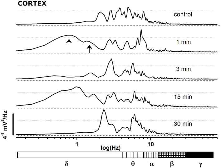FFT spectrum of a 30 s window, sampled at definite time points (control and minutes 1, 3, 15, 30 after JWH-073 administration) from EEG recording of Figure 4. Textured bars under the X axis correspond to the different EEG bands indicated below.