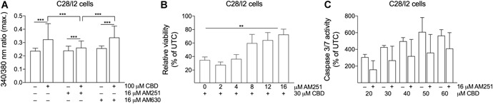 The cannabinoid receptor 1 (CB1) receptor blocker AM251 partially antagonizes cannabidiol (CBD)‐induced effects. (A) Mean ± standard deviation (SD) of maxima of 340/380 ratios of three independent experiments on C28/I2 cells treated with 100 µM CBD in the absence or presence of 16 µM CB1 receptor antagonist AM251 or CB2 receptor antagonist AM630. (B) Relative viability of C28/I2 cells treated with 30 µM CBD and rising concentrations of AM251. (C) Relative caspase 3/7 activity in C28/I2 cells treated with rising concentrations of CBD with or without AM251. Means ± SD of three independent experiments.