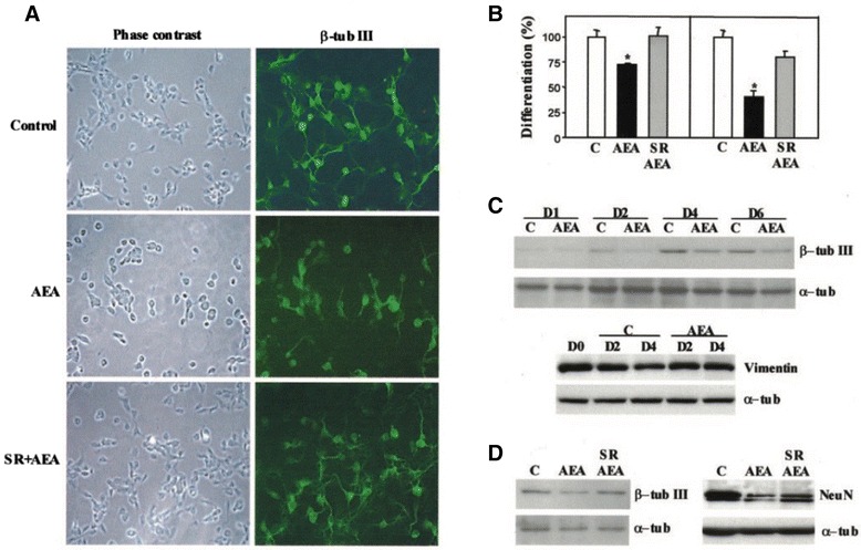 Anandamide inhibits neuronal differentiation via CB1. E17 cortical neuron progenitor differentiation was performed in the presence of the indicated agents. a Immunofluorescence with anti-β-tubulin III antibody after 24 h of 5 μM AEA incubation in the absence or presence of 2 μM SR141716. b Percentage of neurons bearing neurites longer than twice (left panel) or five times (right panel) the cell body after quantification of immunofluorescence photographies. c Western blot of β-tubulin III and vimentin expression during the indicated days of cortical neuron development in the absence or presence of AEA. Loading controls were carried out with an anti-α-tubulin antibody. d Western blot of β-tubulin III (left panel) and Neu N (right panel) in cortical neuron extracts from cultures in the absence or presence of AEA and prevention of the AEA effect by SR141716. Results correspond to four different experiments. Significantly different from controls *p < 0.01 [50]. With Permission from the Journal of Biochemistry