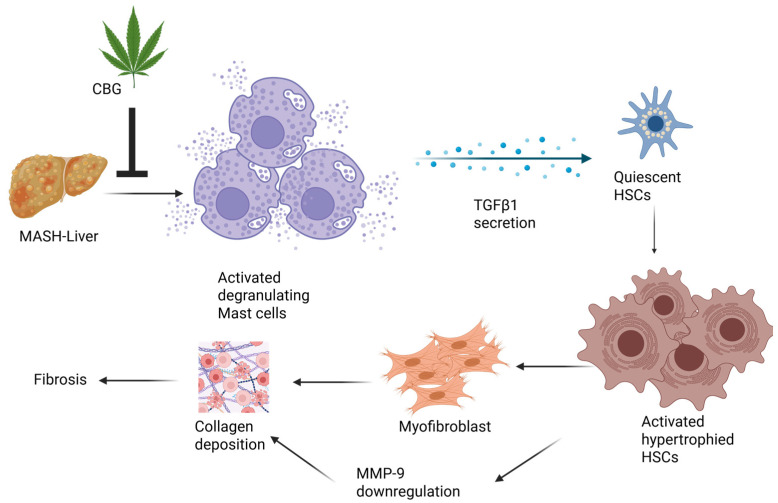 Schematic illustration of potential signaling pathways by which cannabigerol works.