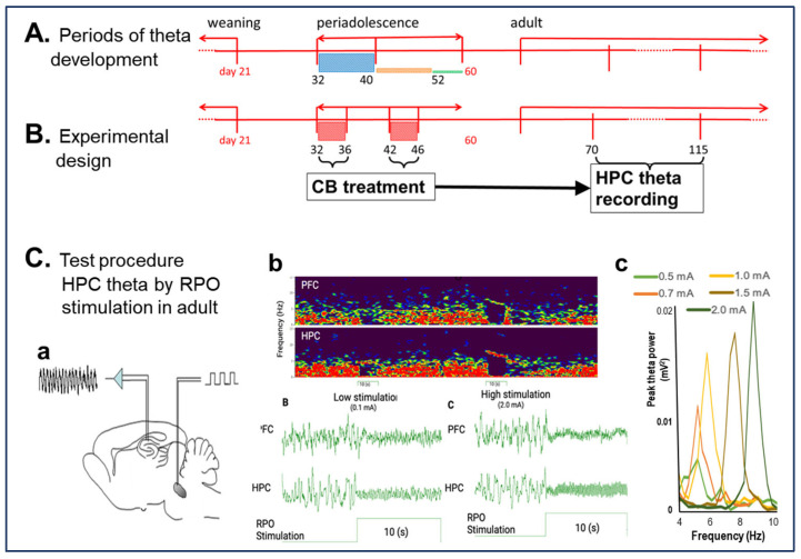 Experimental design, based on critical periods of adolescent development of HPC oscillatory networks (A,B) of testing the consequences of CB exposure in adolescence on HPC theta reactions after the rats reached adulthood (C). (A,B). CB exposure (daily injections for 5 days) was performed either in PND 32–36 (n = 10) when HPC theta activity is highly variable or in PND 42–46 (n = 9), i.e., in the age when theta oscillations were shown established on a stable level (see color columns in (A)), proportional to standard deviation of theta power within age groups [16]. (C). Theta power was measured in adult rats (between PND 70 and 115), under urethane anesthesia, where HPC theta can be in induced in a controlled manner, i.e., independent of behavior, by electrical stimulation of the brainstem arousal pathways in the RPO (a) eliciting HPC theta rhythm (b) with increasing frequency (c) and power, depending on the stimulus intensity, individually identified in each experiment [17].