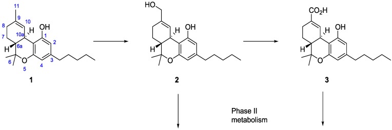 Major phase I metabolites derived from ∆9-THC (1).