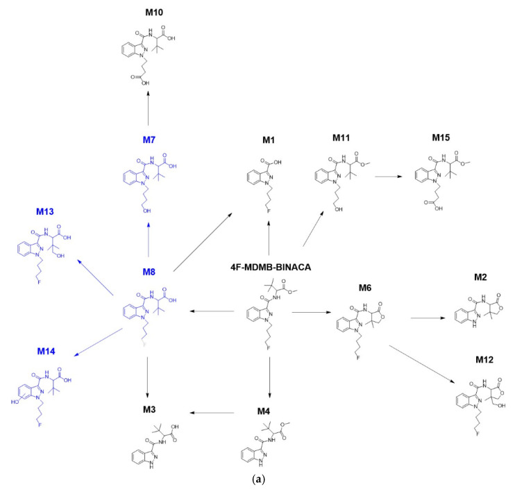 The main phase I metabolic pathway of 4F-MDMB-BINACA based on findings in the ZF larvae model (a) and from human screening (b). In panel (b), red arrows indicate results from human blood samples, and blue arrows indicate results from human urine samples. Metabolites in blue represent molecules not detected in the respective model. Four metabolites (M7, M8, M13, and M14) were not detected in the microinjected ZF larvae despite the detection of M3 and M10 as their following sequential metabolites. In contrast, terminal metabolites M1, M2, and M12 and a cross-connection between M3 and M4 were not found in human samples.
