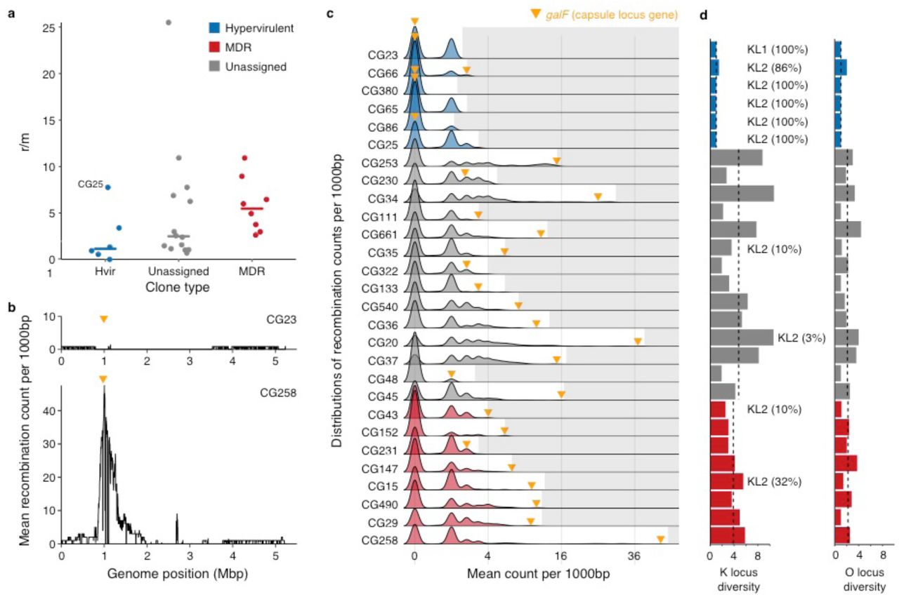 Recombination dynamics, capsule (K) and LPS antigen (O) locus diversity.a) Scatter plot showing the ratio of single nucleotide polymorphisms introduced by recombination vs mutation (r/m) for each clone grouped by clone type (n = 6, 14 and 8 for the hypervirulent, unassigned and MDR groups, respectively). Bars indicate median values. b) Example plots showing mean recombination counts per base calculated over non-overlapping 1000 bp windows of the chromosome for hypervirulent CG23 and multidrug resistant CG258. The latter has a distinct peak in recombination counts around the K/O loci (marked by the yellow arrow). c) Density plots showing the distributions of mean recombination counts per base calculated as in (b). For each row, grey shading marks values outside the distribution of that clone and the yellow arrow indicates the value for the window containing galF, the 5’-most K locus gene. Plots are coloured by clone type as above. d) K and O locus diversities by clone (effective Shannon’s diversities). Clones harbouring KL1 or KL2 encoding the highly serum resistant capsule types K1 and K2, respectively are marked (numbers in parentheses indicate the percentage of successfully typed genomes harbouring the locus). Bars are coloured by clone type as above. Dashed lines indicate median values for each clone type.