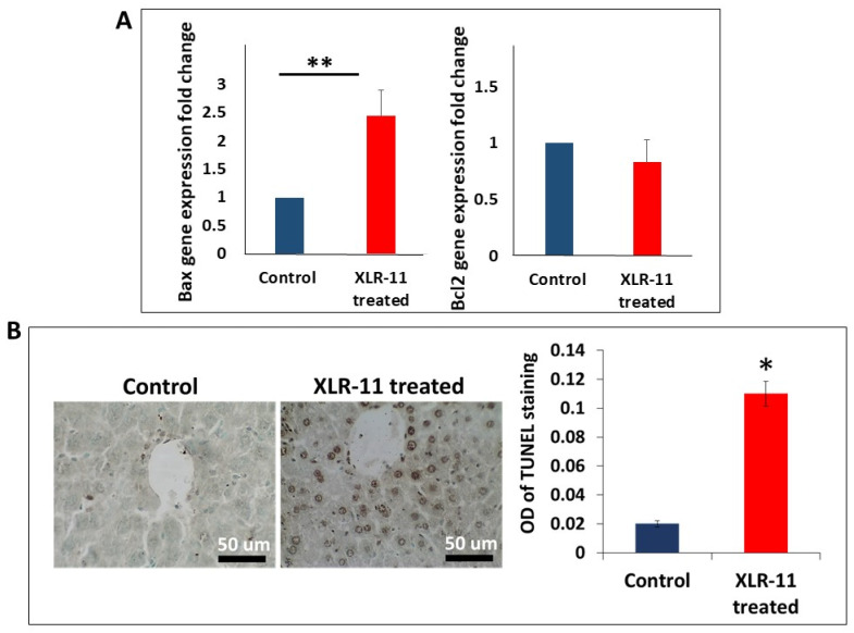 (A) Gene expression of markers of apoptosis Bax and Bcl2 in liver of XLR-11 treated mice compared to control mice, (B) TUNEL staining of the liver of XLR-11 treated mice compared to control mice, of * p-value < 0.05, ** p-value < 0.005, respectively.