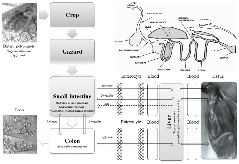 Schematic of dietary polyphenol transport to quail muscle (Addapted from: Ao et al [69]; Brenes et al [79]; Poultry-Hub [80]).