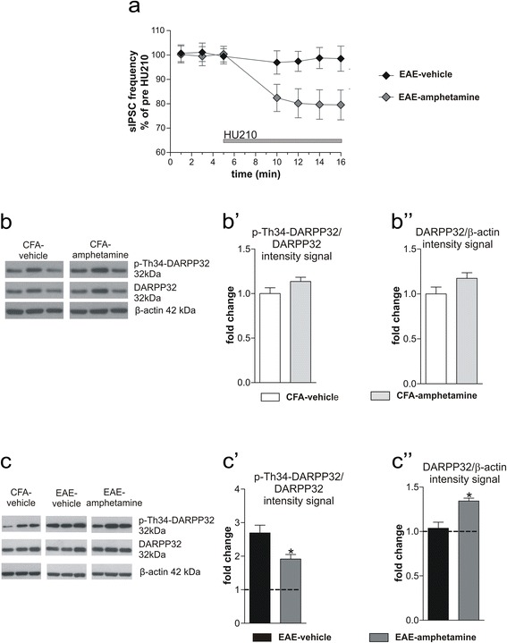 CB1R function is linked to dopamine system in the EAE striatum. a The inhibitory effect of HU210 on sIPSC frequency of striatal neurons was completely restored in EAE mice receiving i.p. injection of amphetamine (p < 0.05). b–b” Amphetamine treatment did not affect DARPP32 phosphorylation in the striatum of control CFA mice, as shown by the WB image in b and the densitometric analysis in b’. The treatment did not change the amount of unphosphorylated protein, as shown in b and b”. c–c” Representative WB of striatal protein extracts from EAE-vehicle and EAE-amphetamine mice: the densitometric analysis of the bands displays an upregulation of Th34-DARPP32 in EAE-vehicle samples and a partial recovery of such phosphorylation in EAE-amphetamine group, as shown by graph in c’. Amphetamine treatment induced a significant upregulation of DARPP32 expression in EAE striatum (c”). WB data are normalized to CFA values. Values are means ± SEM. Statistical differences were analyzed by paired Student’s T test (electrophysiology) and one-way ANOVA followed by Tukey HSD (WB). *p < 0.05 EAE-amphetamine vs EAE-vehicle