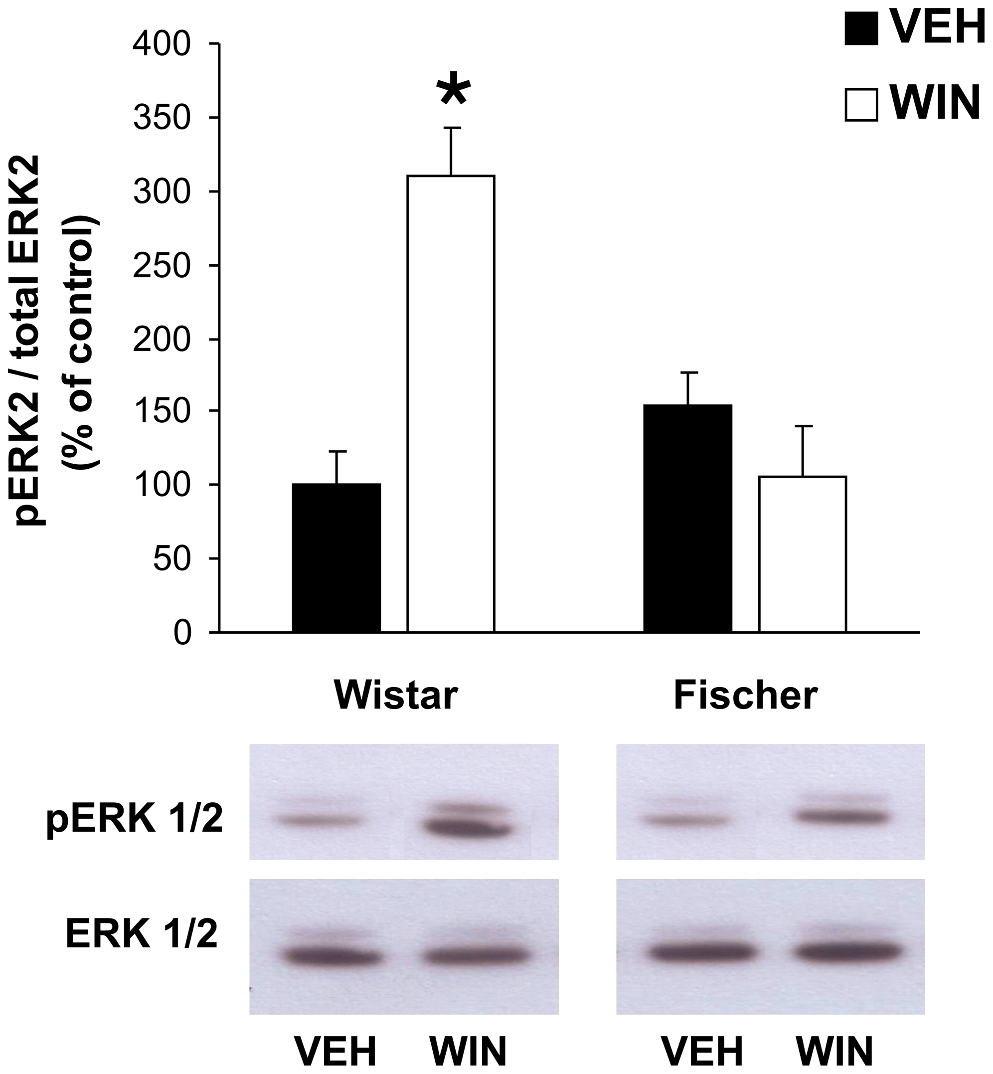 Cannabinoid-induced ERK phosphorylation in the HPC of Wistar and Fischer rats.Data for pERK2 were normalized to the optical densities of total ERK2 in the same samples and are expressed as percentage of control. Acute administration of the cannabinoid agonist WIN 55,212-2 (WIN) significantly stimulated ERK2 phosphorylation in Wistar rats (p<0.05 is indicated by asterisks), whereas no such stimulatory effect could be observed in the Fischer strain. Values are expressed as mean ± SEM.