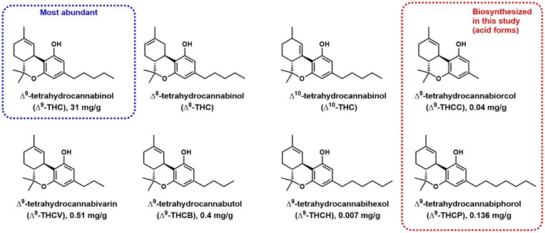 ∆9 –THC and other natural ∆9–THC analogs isolated from natural Cannabis plant. The reported titers per g of plant biomass are listed. The acid forms of 2 rare analogs, ∆9–THCCA and ∆9–THCPA, are biosynthesized from yeast in this work.