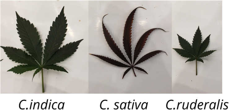 Cannabis leaf showing morphological differences of the three different species (C. indica, C. sativa, and C. ruderalis).