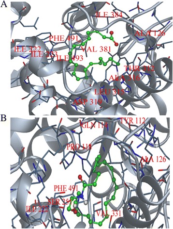 Interaction of CYP4X1 with substrates. (A) Arachidonic acid and (B) Anandamide. Key residues are labeled. Substrates are shown in green stick.