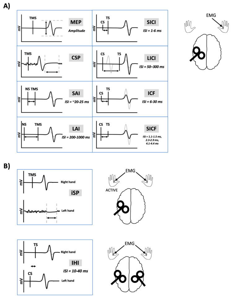 Transcranial magnetic stimulation-electromyography (TMS-EMG) outcome measures. Black lines indicate traces following a single pulse of TMS. Grey lines indicate traces following nerve stimulation (NS) and TMS paired together or following a conditioning stimulus (CS) and test stimulus (TS) pair. (A) Unilateral measures. TMS delivered to the left motor cortex results in a motor-evoked potential (MEP) recorded from a muscle in the right-hand using EMG. Delivering TMS during isometric contraction of the right-hand muscle leads to an interruption of voluntary contraction known as the cortical silent period (CSP). Short-latency afferent inhibition (SAI) and long-latency afferent inhibition (LAI) occurs when electrical peripheral NS is delivered prior to the TMS pulse, at interstimulus intervals (ISIs) of 20–25 ms or 200–1000 ms, respectively. Short-interval intracortical inhibition (SICI) is measured when a subthreshold CS is delivered 1–6 ms prior to a suprathreshold TS. The resulting MEP is inhibited, compared to the MEP obtained following the TS alone. Long-interval intracortical inhibition (LICI) is measured when a suprathreshold CS is delivered 50–300 ms prior to a suprathreshold TS, leading to inhibition of the MEP. Intracortical facilitation (ICF) is measured when a subthreshold CS is delivered 6–30 ms prior to a suprathreshold TS, leading to facilitation of the MEP. Short-interval intracortical facilitation (SICF) is measured when a suprathreshold CS is delivered 1.1–1.5 ms, 2.3–2.9 ms, or 4.1–4.4 ms prior to a subthreshold TS, leading to facilitation of the MEP. (B) Transcallosal measures. Delivering TMS to the left motor cortex during isometric contraction of the left-hand muscle leads to an interruption of voluntary contraction known as the ipsilateral silent period (iSP). Interhemispheric inhibition (IHI) is measured when a suprathreshold CS is delivered to the right motor cortex prior to a suprathreshold TS delivered to the left motor cortex, leading to inhibition of the MEP. Short-latency IHI (SIHI) occurs at ISIs of ~10 ms and long-latency IHI (LIHI) occurs at ISIs of ~40 ms.