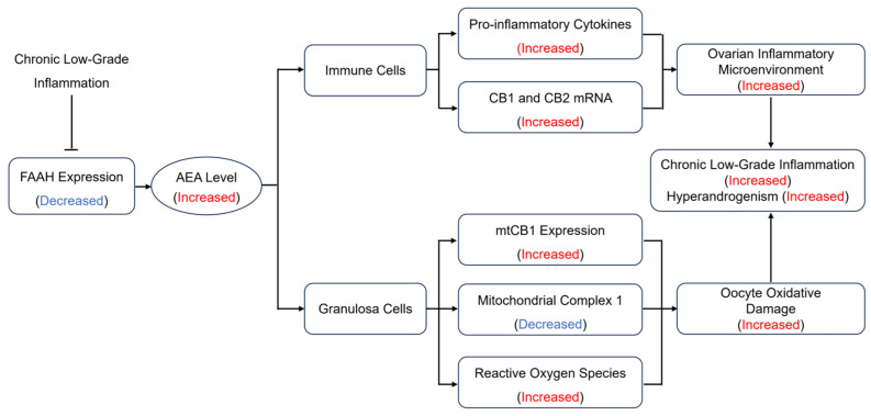 The effect of FAAH/AEA on chronic inflammatory responses through immune cells and granulosa cells under PCOS conditions.