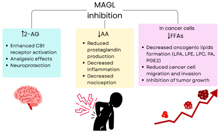 Representation of the main therapeutic effects of MAGL inhibition.