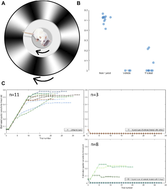 Four-drug combination partially restores visual function compared to injured optic nerves treated with vehicle only. (A) The Optokinetic response is measured by placing a rat on an elevated platform and presented a virtual environment showing a drifting sinusoidal wave with specific spatial and temporal frequencies. The rat unconsciously tracks the drifting pattern, with clockwise tracking dependent on the left (uninjured) eye and counterclockwise tracking dependent on the right (injured) eye. The spatial frequency of the drifting pattern increases with consecutive identifiable tracking and decreases if no tracking is observed. The spatial sensitivity threshold is the maximum spatial frequency at which tracking is observed. (B) The uninjured eyes of rats had a mean (±std) spatial sensitivity threshold of 0.506 ± 0.042 cpd. The threshold of injured eyes of treated rats was 0.065 ± 0.100 cpd, and the threshold of injured eyes of nontreated rats was 0 ± 0 cpd. Three out of eight treated rats displayed a threshold above 0 cpd in their injured eye, whereas none of the nontreated rats displayed a threshold above 0 cpd. A one-sided independent t-test was conducted to determine if the thresholds of treated rats were significantly different from untreated rats. The difference was not significant (p = 0.544), but the distribution of thresholds of treated rats was determined to be significantly more than 0 with a variance equal to that of the uninjured eye (z = 4.391†). Both groups are significantly lower than the noninjured eye (p < 0.05*) (C) Spatial frequency as a function of trials for the uninjured (CW, crosses) and injured (CCW, circles) of untreated rats (left) and treated rats (right).