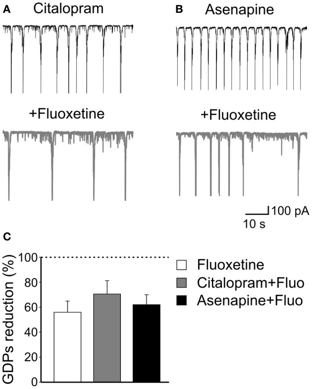 The effects of fluoxetine on GDPs are independent of serotonin uptake or monoamine action. (A) Citalopram, a selective serotonin reuptake inhibitor, at the concentration of 1 μM enhanced the frequency of GDPs. Addition of fluoxetine (20 μM) significantly reduced the frequency of GDPs. (B) Asenapine, a monoamine receptors blocker, also increased GDPs frequency that was reduced by subsequent addition of fluoxetine. (C) Summary data for the results shown in (A) and (B). Fluoxetine-induced reduction of GDPs frequency was similar when the antidepressant was administered alone or together with citalopram or asenapine (p = 0.17).
