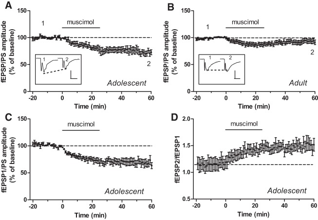 The GABAA receptor agonist muscimol induces a form of LTD in the NAc of adolescent but not adult mice. (A,B) The graphs show the time course of the effect of muscimol (1 µM), applied for 25 min in the perfusion solution at the time indicated by the black bar, on the mean (±SEM) amplitude of the fEPSP/PS measured in the NAc of adolescent mice (A; n = 8 slices) and adult mice (B; n = 20 slices). Insets show records of fEPSP/PSs measured in two slices at the time points indicated on the graphs (i.e., before [1] and 50–60 min after [2] the start of perfusion with muscimol). Scale bars: 0.6 mV/10 msec (A) and 0.3 mV/10 msec (B). (C,D) Time course of the effect of muscimol in the NAc of adolescent mice on the amplitude of the first fEPSP/PS (C) and on the ratio between the amplitude of the second fEPSP/PS and the amplitude of the first fEPSP/PS (D) in paired-pulse experiments (n = 7 slices). Data are expressed as a percentage of baseline fEPSP/PS amplitude in A–C.