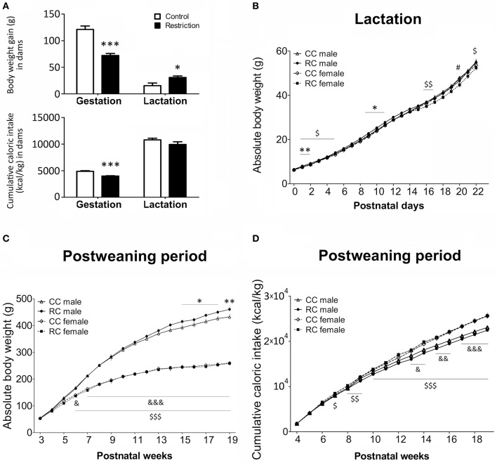 Body weight (g) and caloric intake (kcal/kg) in dams (A) and their offspring (B–D) in gestation, lactation and/or postweaning periods. Values are expressed as means ± S.E.M. (A) Student's t-test. */***P < 0.05/0.001 vs. control dams. (B–D) Bonferrroni post-hoc test: */**P < 0.05/0.01 for CC vs. RC males; #P < 0.05 for CC vs. RC females; &/&&/&&&P < 0.05/0.01/0.001 for CC males vs. females;$/$$/$$$P < 0.05/0.01/0.001 for RC males vs. females.