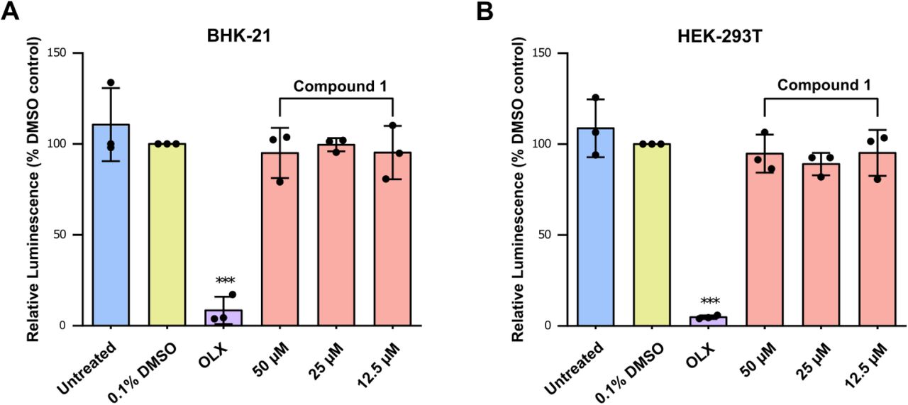 Effect of compound 1 during CHIKV infection. The cell lines A) BHK-21 or B) HEK-293T were infected with CHIKV-nLuc in the presence of 1 at the indicated concentrations at MOI 0.01 or MOI 0.05 respectively. The response of the inhibitor on the CHIKV-nLuc replication was determined by measuring the NanoLuc luciferase activity at A) 16 h or B) 20 h post-infection. The reporter activity was normalized with respect to the DMSO control and represented as a mean of three independent biological repeats (each carried out in quadruplicate) ± standard deviation. The statistical significance was calculated using one-way ANOVA with Dunnett’s multiple comparisons test of each condition against the DMSO control; *p<0.05; **p<0.01; ***p<0.001. 0.5 µM obatoclax (OLX) was used as a positive control.