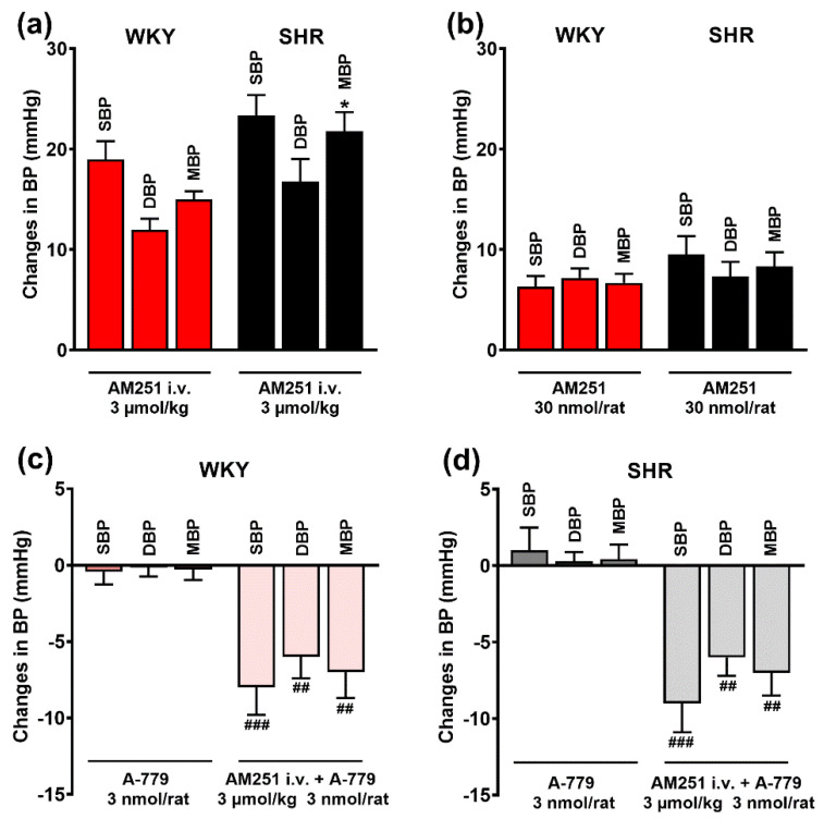Effects of AM251 and A-779 on basal systolic (SBP), diastolic (DBP) and mean (MBP) blood pressure in conscious Wistar Kyoto (WKY) and spontaneously hypertensive rats (SHR). CB1 receptor antagonist AM251 was injected intravenously (a) or into the paraventricular nucleus of hypothalamus (PVN) (b). Mas receptor antagonist A-779 was injected into the PVN. Results are presented as mean ± SEM (n = 21–27 for A; n = 10 for B; n = 6–7 for (c) and (d). * p < 0.05 compared to WKY; ## p < 0.01, ### p <0.001 compared to A-779 in the absence of AM251.