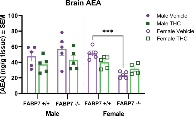 Analysis of anandamide in the whole brain.Concentrations of endogenous cannabinoid AEA in whole brains following vehicle or a 10 min inhalation dose of 5 mg/pad THC in FABP7+/+ and FABP7-/- mice. Males showed a trending effect of treatment where THC treatment reduced AEA levels regardless of genotype. Female FABP7+/+ mice treated with THC showed trending reduction in brain AEA compared to vehicle-treated. Vehicle FABP7-/- female mice had significantly lower brain AEA levels compared to FABP7+/+ females. ***p<0.001 genotype effect.