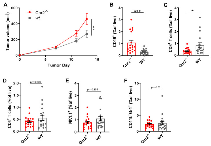 CB2R regulates tumor growth and B cell infiltration in murine melanoma. (A) Tumor growth shown as mean ± SEM. Statistical significance was determined by two-way ANOVA followed by Šidák’s multiple comparisons test, n = 10. (B–F) Frequencies of indicated immune cell types at day 14 post-tumor inoculation as determined by flow cytometry, gated on live CD45+ cells. n = 17–18; two-tailed, unpaired Student’s t-test. * p ≤ 0.05; *** p ≤ 0.001.
