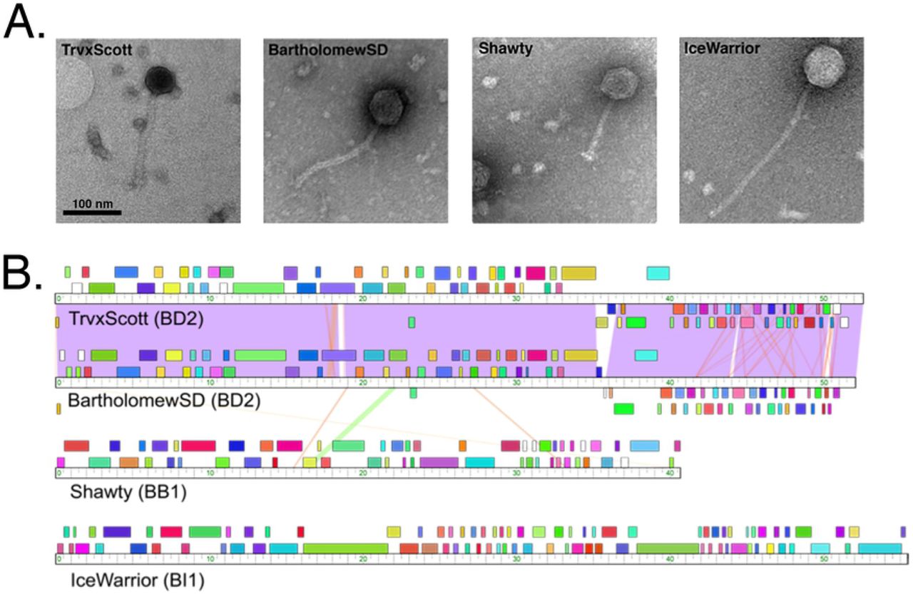 Characterization of four Streptomyces phages isolated from soil samples.(a) Electron micrographs of the four phages (IceWarrior, TrvxScott, BartholomewSD, and Shawty). Lysate samples were negatively stained and imaged with transmission electron microscopy (TEM). The scale bar represents 100 nm. (b) A whole-genome sequence comparison of the four phages generated by Phamerator (top to bottom: TrvxScott, BartholomewSD, Shawty, IceWarrior).