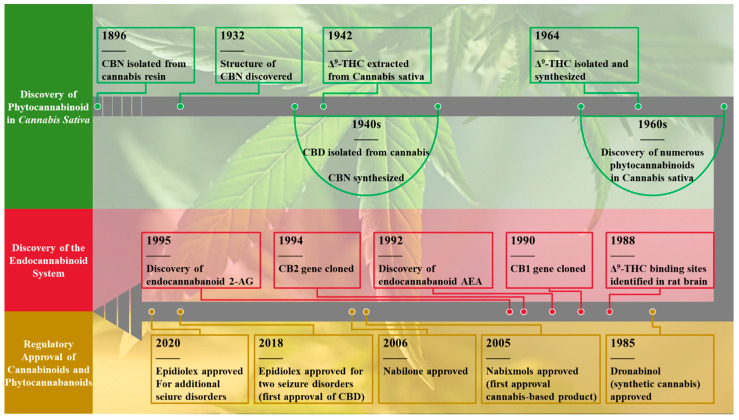 Timeline of cannabinoid discovery, isolation, and regulatory approval. Key elements: Δ9-THC (Δ-9-tetrahydrocannabinol), CBD (cannabidiol), CBN (cannabinol), AEA (anandamide; N-arachidonoylethanolamine), 2-AG (2-arachidonoylglycerol), CB1 (cannabinoid receptor type 1), CB2 (cannabinoid receptor type 2). Adapted with permission from Tycko Medical Art (Copyright © 2022).