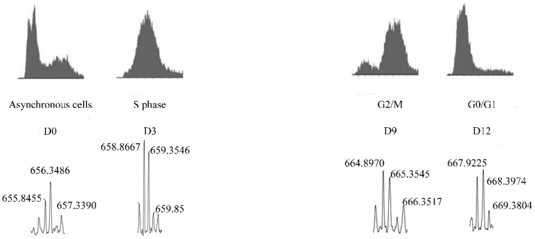 Schematic representation of isotopic-labeling of peptide-containing cellular extracts isolated in different phases of the cell cycle of the Hela cell line. Peptides were extracted from the asynchronous cells and labeled with D0-TMAB, whereas those synchronized in S, G2/M, and G0/G1 were, respectively, labeled with D3-TMAB, D9-TMAB, or D12-TMAB.