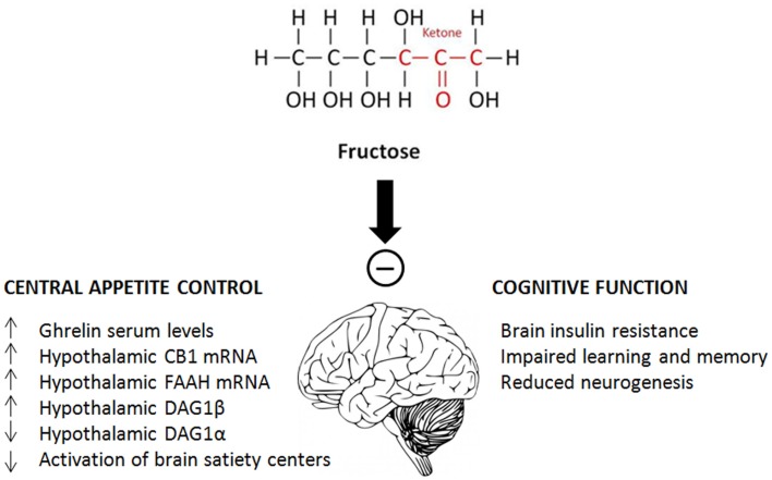 Schematic summary of the main effects of fructose on central appetite control and cognitive function.